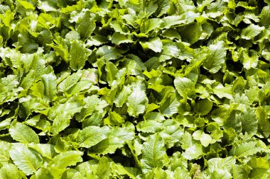 Doğada, Not alan sığ derinliği yeşil yaprakları odaklanmak