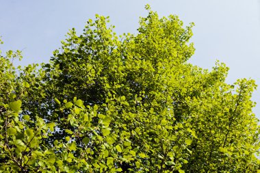 Not alan sığ derinliği arka planda gökyüzü ile Treetop