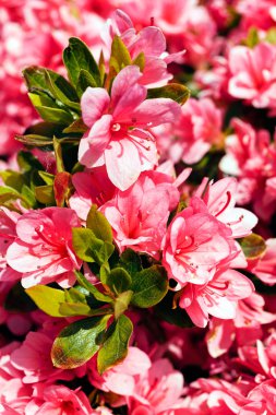 Doğada pembe çiçekli çalı, tarlanın sığ derinliğine dikkat edin.