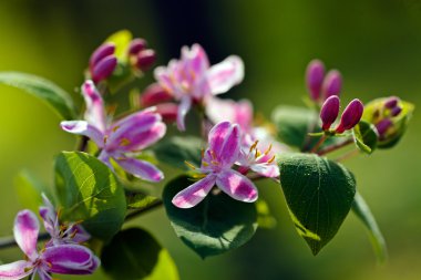 Yeşil arka planda güzel pembe çiçek, derin tarlanın derinliğine dikkat edin.