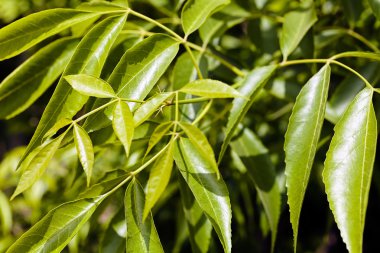 Siyah arkaplandaki yeşil yapraklara odaklanın, yüzeysel alan derinliğine dikkat edin