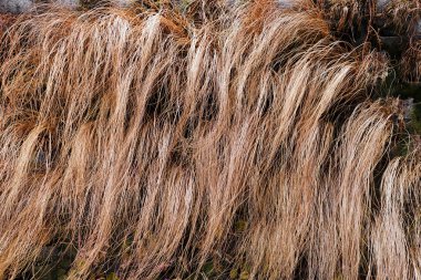 Doğadaki soyut uzun eğimli kuru çimenler, sığ alan derinliğine dikkat edin