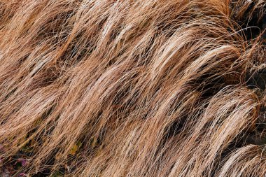 Doğadaki soyut uzun eğimli kuru çimenler, sığ alan derinliğine dikkat edin