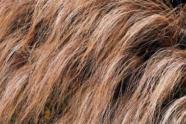 Doğadaki soyut uzun eğimli kuru çimenler, sığ alan derinliğine dikkat edin