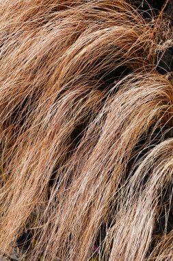 Doğadaki soyut uzun eğimli kuru çimenler, sığ alan derinliğine dikkat edin