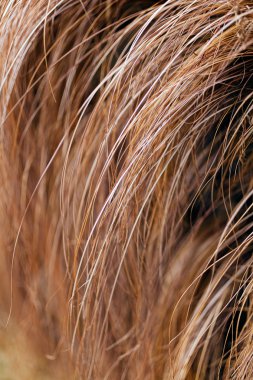 Doğadaki soyut uzun eğimli kuru çimenler, sığ alan derinliğine dikkat edin