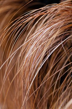 Doğadaki soyut uzun eğimli kuru çimenler, sığ alan derinliğine dikkat edin