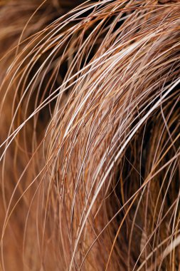 Doğadaki soyut uzun eğimli kuru çimenler, sığ alan derinliğine dikkat edin