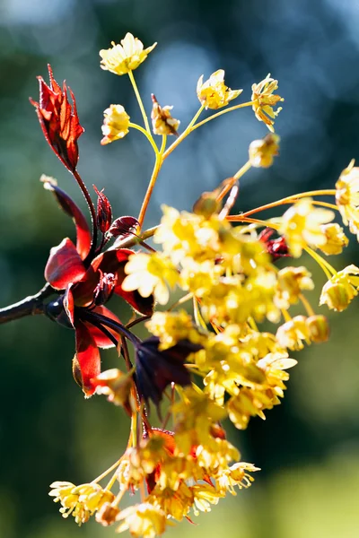 Décoration Fleur Jaune Avec Des Feuilles Rouges Sur Fond Bleu — Photo