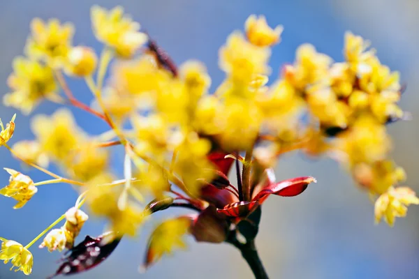 Dekoration Gelbe Blume Mit Roten Blättern Auf Blauem Hintergrund Beachten — Stockfoto