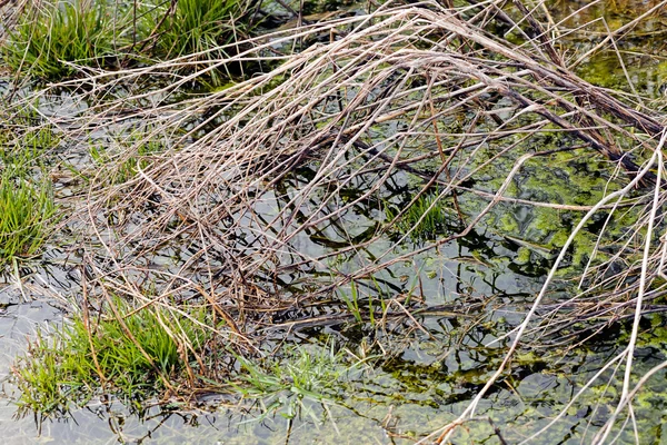 Gras Und Conferva Sumpf Beachten Sie Die Geringe Schärfentiefe — Stockfoto