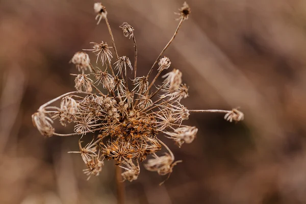 abstract dried  plant in the field, note shallow depth of field