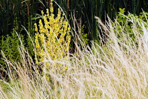 Högt Gräs Vindpust Notera Grunt Skärpedjup — Stockfoto