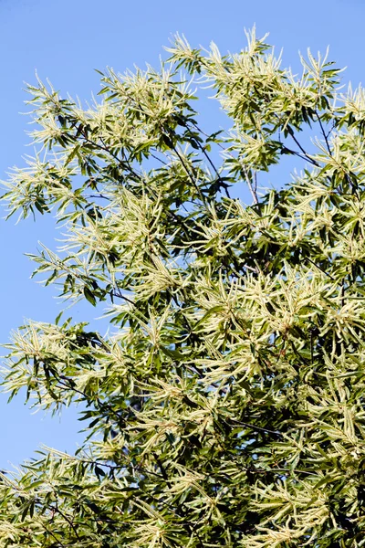 Copa Del Árbol Con Las Flores Blancas Cielo Fondo Nota —  Fotos de Stock