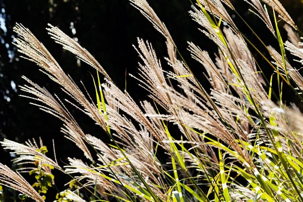 Resumo Planta Campo Nota Profundidade Campo Rasa — Fotografia de Stock