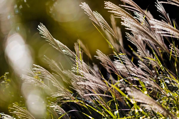 Resumo Planta Campo Nota Profundidade Campo Rasa — Fotografia de Stock