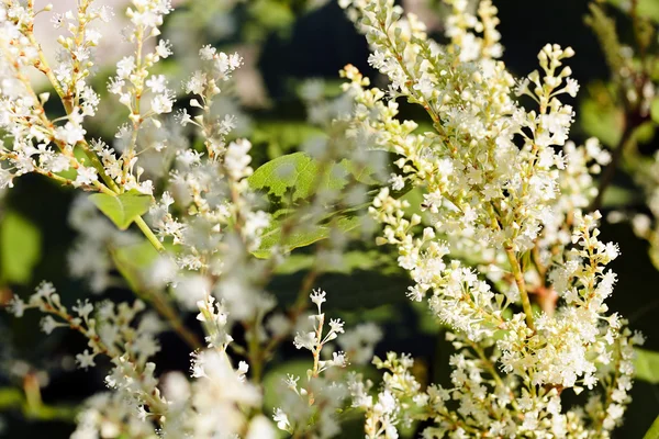 Buskiga Vita Blommor Naturen Notera Grunt Djup Fältet — Stockfoto