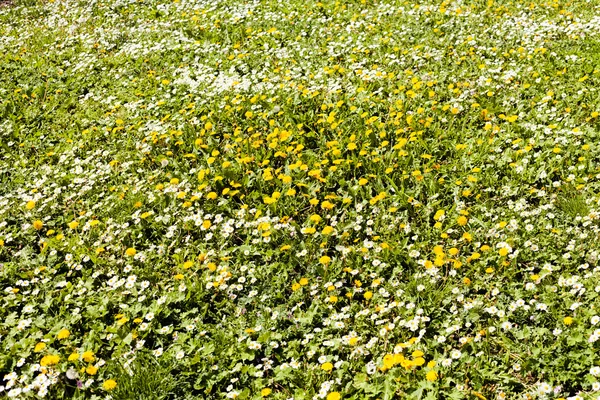 Prado Com Flores Silvestres Grama Observe Profundidade Rasa Campo — Fotografia de Stock