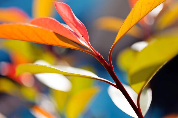 abstract leaves of red and green colors on the blurred blue  background, note shallow depth of field