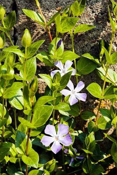 Pequenas Flores Roxas Prado Foco Observe Profundidade Rasa Campo — Fotografia de Stock