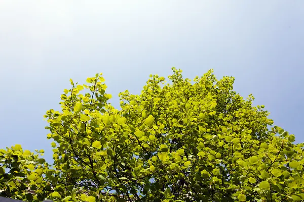Not alan sığ derinliği arka planda gökyüzü ile Treetop