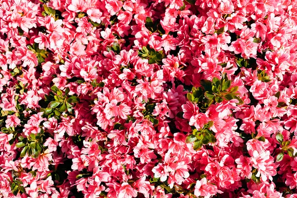 Struik Met Roze Bloemen Natuur Opmerking Ondiepe Diepte Van Het — Stockfoto