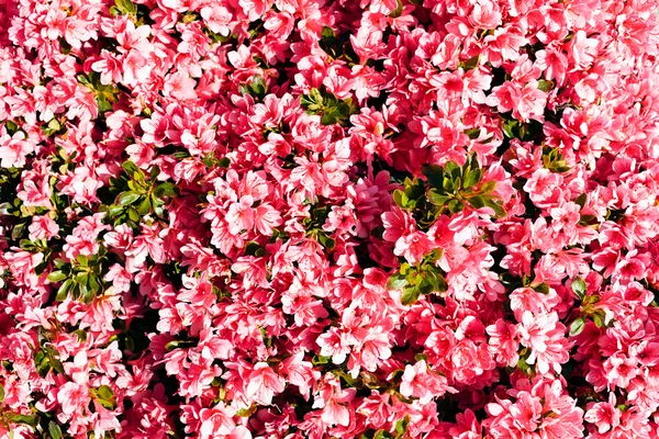 Arbusto Con Flores Color Rosa Naturaleza Nota Poca Profundidad Campo —  Fotos de Stock