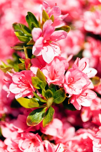Arbusto Con Flores Color Rosa Naturaleza Nota Poca Profundidad Campo — Foto de Stock