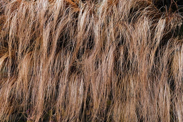 Abstraktes Langes Gebogenes Trockenes Gras Der Natur Beachten Sie Die — Stockfoto