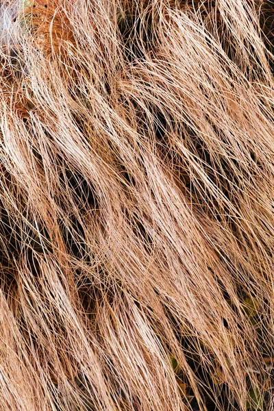 Abstrakt Lång Böjda Torrt Gräs Naturen Notera Grunt Skärpedjup — Stockfoto