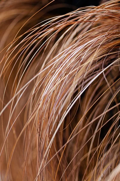 Abstract Long Bent Dry Grass Nature Note Shallow Depth Field — Stock Photo, Image