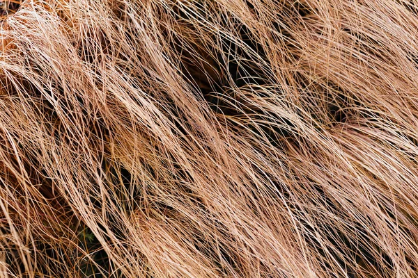 Hierba Seca Curvada Larga Abstracta Naturaleza Nota Poca Profundidad Campo — Foto de Stock