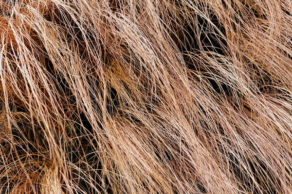 Abstraktní Dlouhá Ohnutá Suchá Tráva Přírodě Poznámka Mělká Hloubka Pole — Stock fotografie