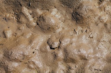  Doğadaki çamur, derin alan derinliğine dikkat edin.