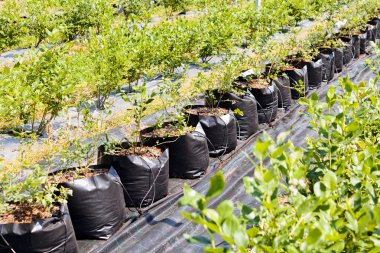Çiftlikteki yabanmersini fideleri, tarlanın sığ derinliğine dikkat edin
