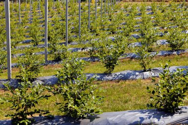 Çiftlikteki yabanmersini fideleri, tarlanın sığ derinliğine dikkat edin