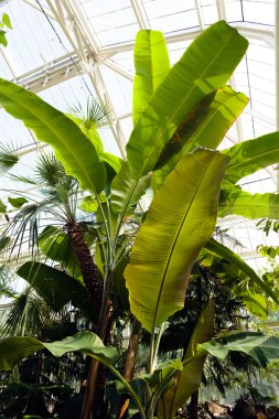  Birçok bitki ve süslemeli botanik bahçesi, sığ alan derinliğine dikkat edin.