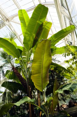  Birçok bitki ve süslemeli botanik bahçesi, sığ alan derinliğine dikkat edin.
