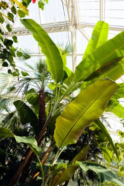  Birçok bitki ve süslemeli botanik bahçesi, sığ alan derinliğine dikkat edin.