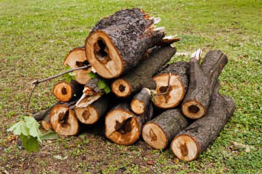 çimenlerin üzerinde ahşap ahmaklar