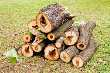 çimenlerin üzerinde ahşap ahmaklar