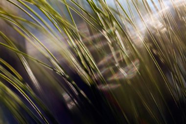 Soyut Beyaz Çam dalı