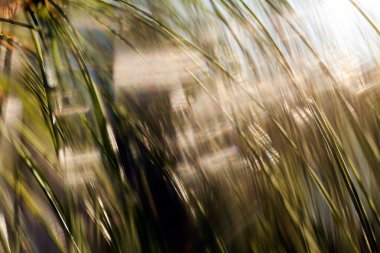 güneş ışığı ile larches