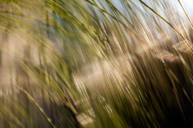 Soyut Beyaz Çam dalı