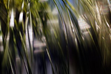 soyutlama dalları Makinaları