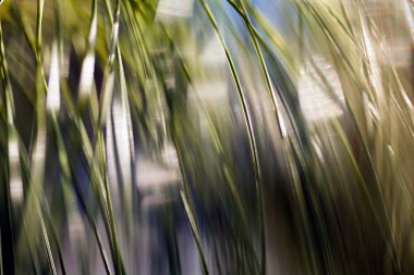 soyutlama dalları Makinaları