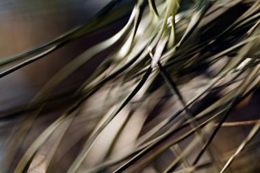 soyutlama dalları Makinaları