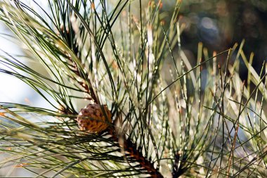 güneş ışığı ile larches