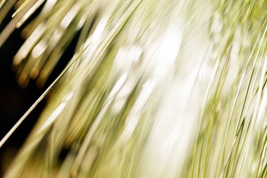 güneş ışığı ile larches