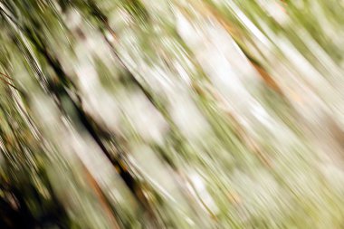 güneş ışığı ile larches